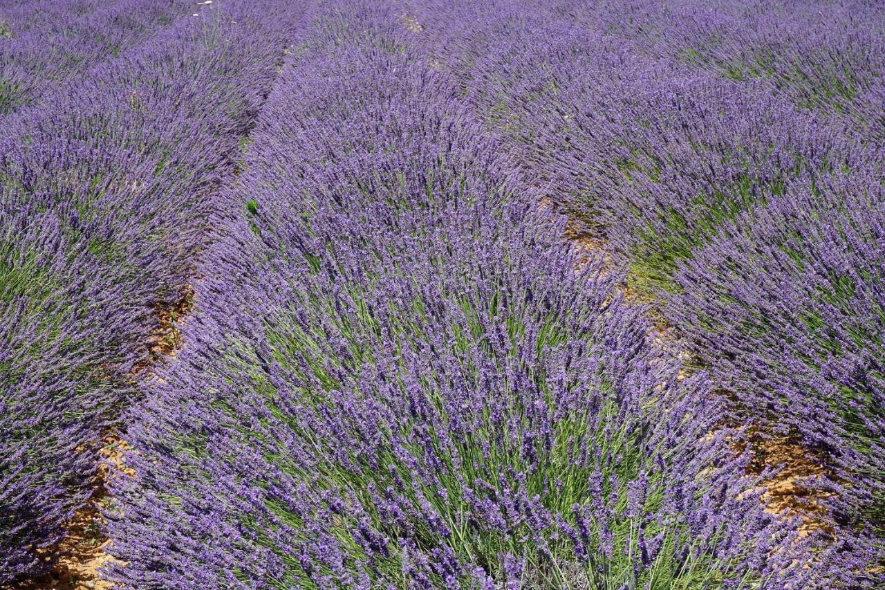 Appartement T2 Cosy Sur Aix Aix-en-Provence Eksteriør billede